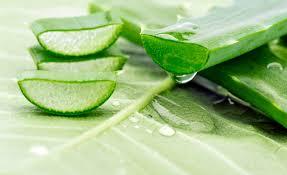 Aloe vera, antitóxico, digestivo, regenerador y mucho más Aloe vera, antitóxico, digestivo, regenerador y mucho más
