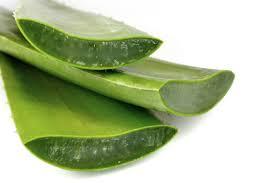 Aloe vera, antitóxico, digestivo, regenerador y mucho más Aloe vera, antitóxico, digestivo, regenerador y mucho más