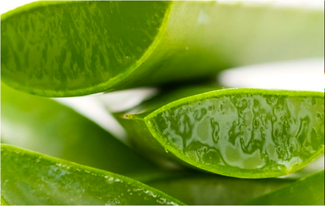 Aloe vera, antitóxico, digestivo, regenerador y mucho más Aloe vera, antitóxico, digestivo, regenerador y mucho más