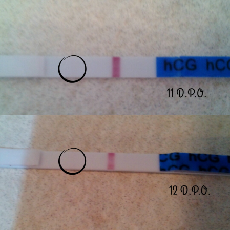 Test de embarazo y test de ovulación: todo lo que necesitas saber