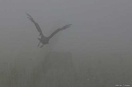 Niebla y eclipse