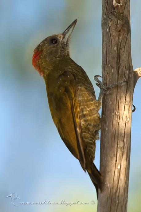 Carpintero oliva chico (Little Woodpecker) Veniliornis passerinus