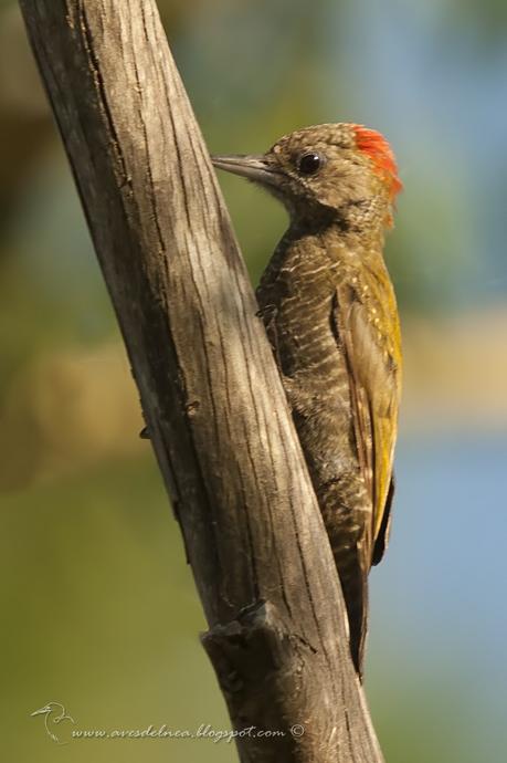 Carpintero oliva chico (Little Woodpecker) Veniliornis passerinus