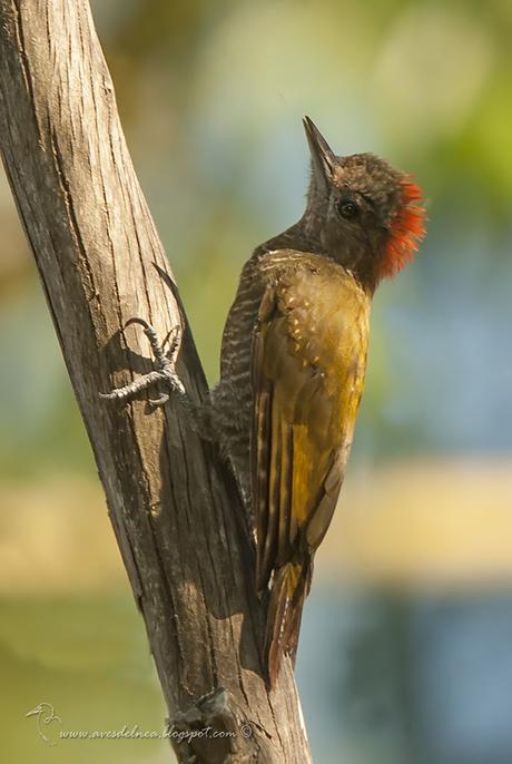 Carpintero oliva chico (Little Woodpecker) Veniliornis passerinus