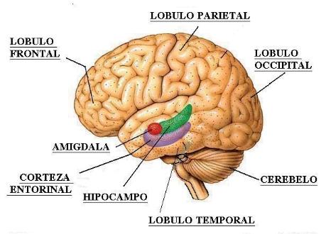 El Cerebro de los Maestros de Ajedrez Screenshot_1