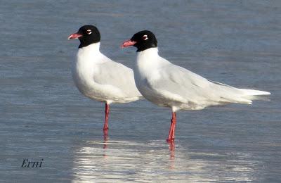 ANILLAS, GAVIOTAS QUE SE VAN Y UN APUNTE SOBRE LA FZ72