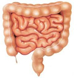 Restauracion Molecular del Intestino en Personas Mayores