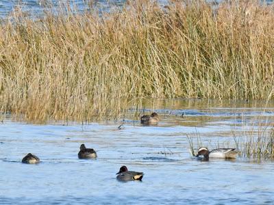 Raros visitantes prenuncpiales Raros visitantes prenuncpiales