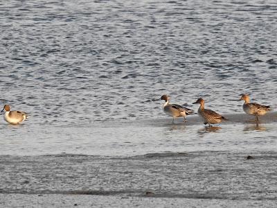 Raros visitantes prenuncpiales Raros visitantes prenuncpiales