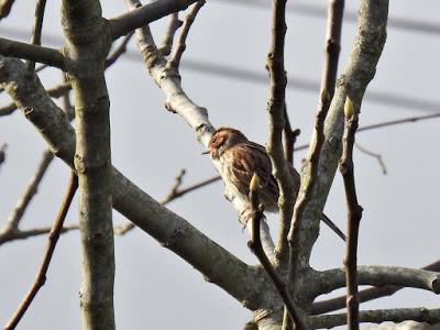 Raros visitantes prenuncpiales Raros visitantes prenuncpiales