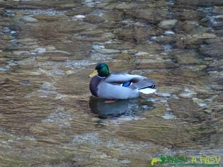 Pato nadando en el Río Dobra