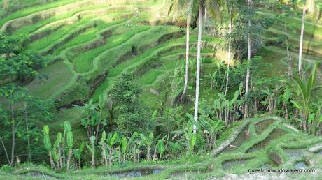 Bali; el Monte Agung y los Arrozales Tegalalang