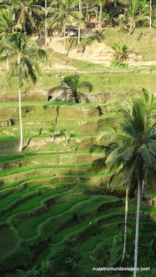 Bali; el Monte Agung y los Arrozales Tegalalang