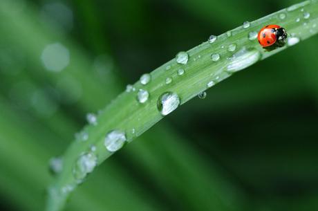 Cómo sacar el máximo partido a la lluvia. Parte 3