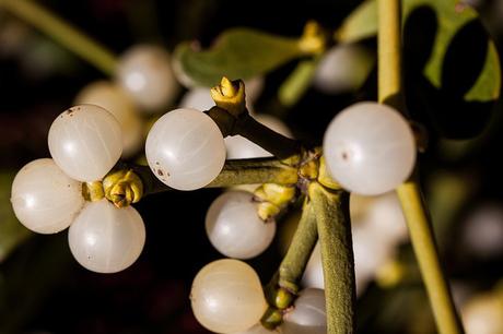 Muérdago: la planta medicinal con leyenda