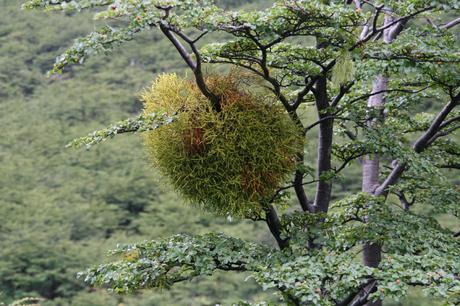 Muérdago: la planta medicinal con leyenda