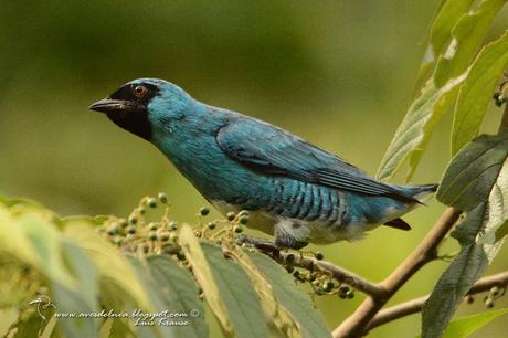 Tersina (Swallow tanager) Tersina viridis