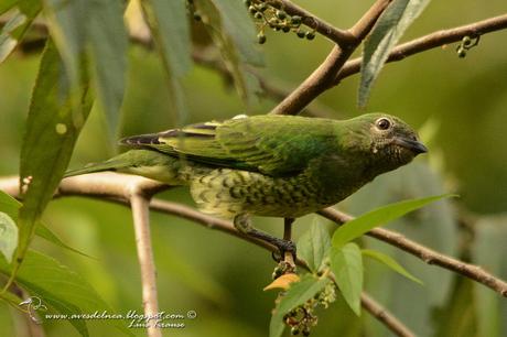 Tersina (Swallow tanager) Tersina viridis