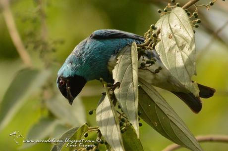 Tersina (Swallow tanager) Tersina viridis