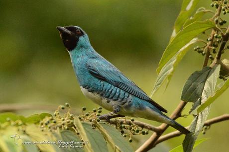 Tersina (Swallow tanager) Tersina viridis