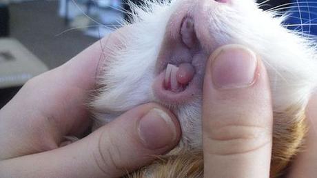 Todo Lo Que Necesitas Saber Sobre Las Enfermedades Dentales De Las Cobayas Todo Lo Que Necesitas Saber Sobre Las Enfermedades Dentales De Las Cobayas