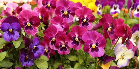 Flores en el huerto: menos plagas y más cosechas Flores en el huerto: menos plagas y más cosechas