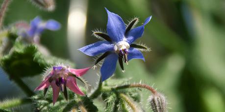 Flores en el huerto: menos plagas y más cosechas Flores en el huerto: menos plagas y más cosechas