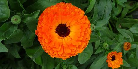 Flores en el huerto: menos plagas y más cosechas Flores en el huerto: menos plagas y más cosechas