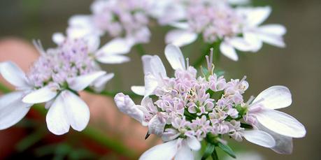 Flores en el huerto: menos plagas y más cosechas Flores en el huerto: menos plagas y más cosechas