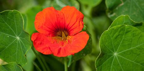 Flores en el huerto: menos plagas y más cosechas Flores en el huerto: menos plagas y más cosechas