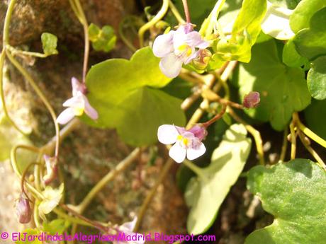 La belleza de lo sencillo y humilde: Cymbalaria muralis (Ruinas de Roma) La belleza de lo sencillo y humilde: Cymbalaria muralis (Ruinas de Roma)