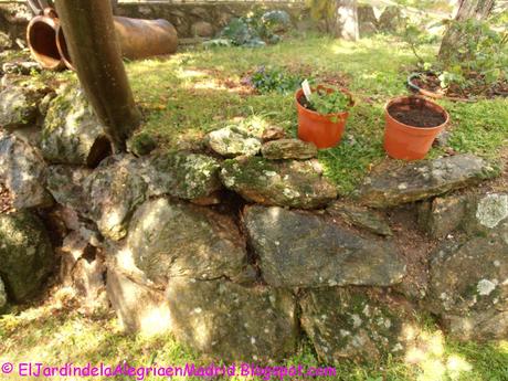 La belleza de lo sencillo y humilde: Cymbalaria muralis (Ruinas de Roma) La belleza de lo sencillo y humilde: Cymbalaria muralis (Ruinas de Roma)