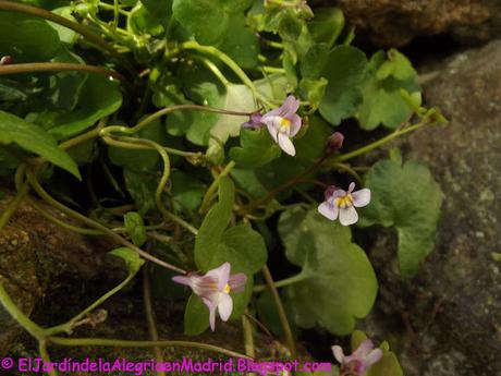 La belleza de lo sencillo y humilde: Cymbalaria muralis (Ruinas de Roma) La belleza de lo sencillo y humilde: Cymbalaria muralis (Ruinas de Roma)