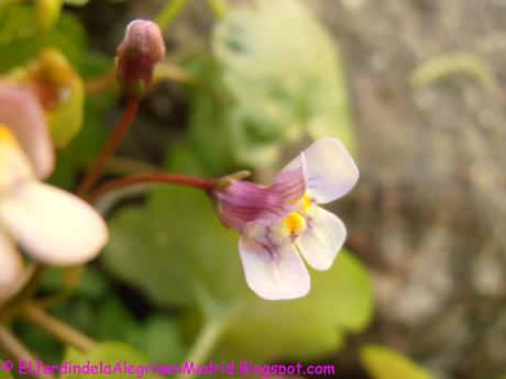 La belleza de lo sencillo y humilde: Cymbalaria muralis (Ruinas de Roma) La belleza de lo sencillo y humilde: Cymbalaria muralis (Ruinas de Roma)