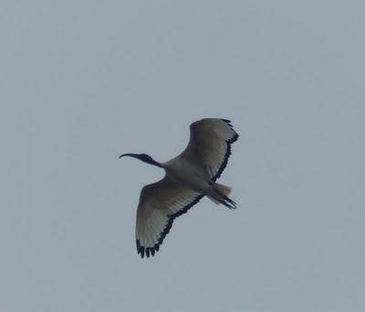 Un ibis sagrado por Llodero
