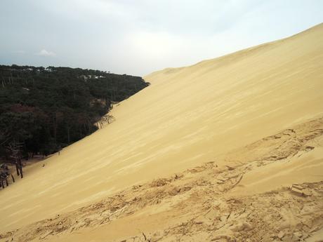 La duna va poco a poco tragándose al pinar