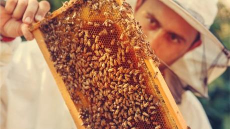 APICULTURA URBANA???? - BEEKEEPING URBAN ????