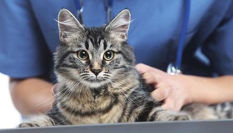 Como Podemos Saber Si Nuestro Gato Presenta Lombrices. Aprende a Revisar a Tu Mascota. lombrices en gatos