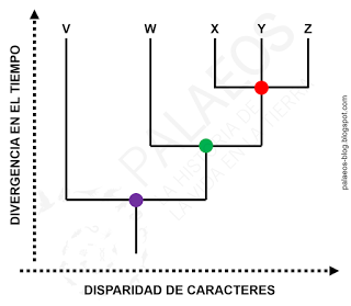 Cómo leer un cladograma