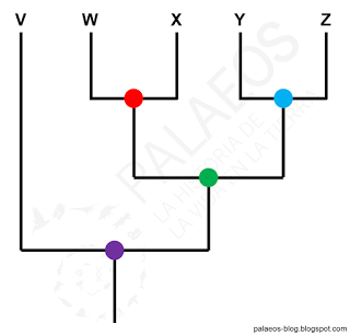 Cómo leer un cladograma