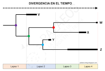 Cómo leer un cladograma