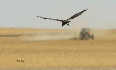 TIERRA DE CAMPOS: LUCES Y SOMBRAS