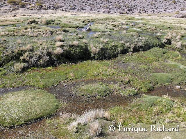 GALERIA: Diuca speculifera - Emberizidae, Semillero de ala blanca, Parque Nacional Lauca, Chile