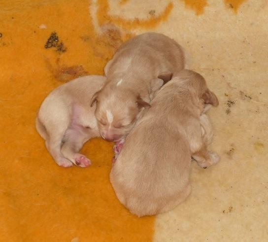 Labrador y sus tres cachorros