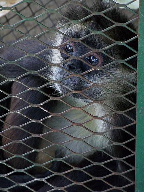 Comayagua y sus balnearios artificiales Comayagua y sus balnearios artificiales