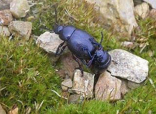 Momentos íntimos de dos escarabajos Momentos íntimos de dos escarabajos