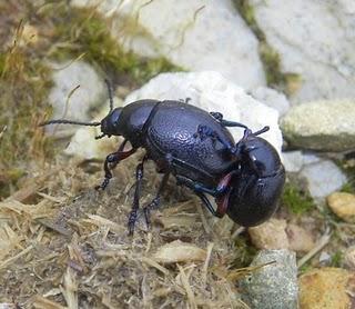 Momentos íntimos de dos escarabajos Momentos íntimos de dos escarabajos