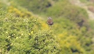 Acentor común Acentor común