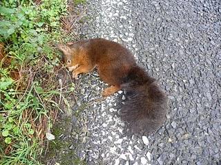Ardilla roja atropellada Ardilla roja atropellada