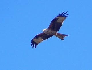 milanos reales milanos reales